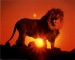 ron-kimball-lion-at-sunset
