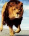 ron-kimball-lion-running